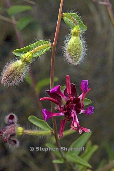 clarkia unguiculata 2 graphic